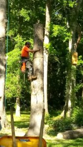 A Jesse James Tree Rangers arborist climbing a tree for trimming services in Jacksonville, FL.