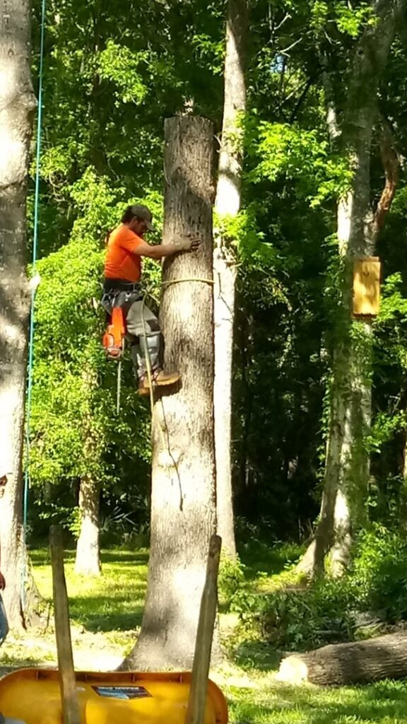 A Jesse James Tree Rangers arborist climbing a tree for trimming services in Jacksonville, FL.