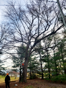 A tree service worker climbing a large tree for trimming, with a ground crew member, by Rosas brothers tree service llp in Richmond, KY.