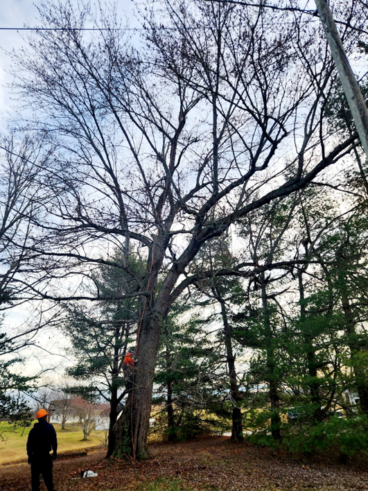 A tree service worker climbing a large tree for trimming, with a ground crew member, by Rosas brothers tree service llp in Richmond, KY.