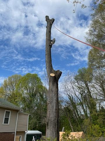 A skilled arborist climbing a tall tree with ropes for removal or trimming by Triad Tree Removal LLC in Greensboro, NC.