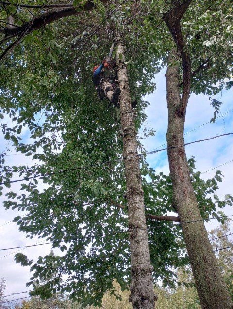 An arborist climbing a tree with a chainsaw, ready to perform tree trimming and removal for Carlos Tree Service in Juneau, AK.