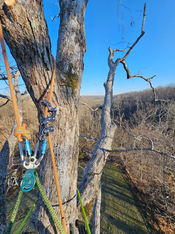Professional tree climbing gear attached to a tree trunk by Apex Tree Service, LLC in Huntsville, AL.