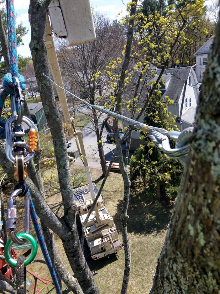 Tree climbing gear and ropes attached to a tree, with a crane in the background, for Essential Tree Service in Boston, MA