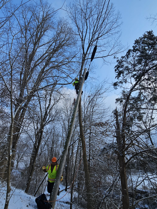 A tree service worker climbing a tall tree in a snowy forest, assisted by a ground crew, by Rosas brothers tree service llp in Richmond, KY.