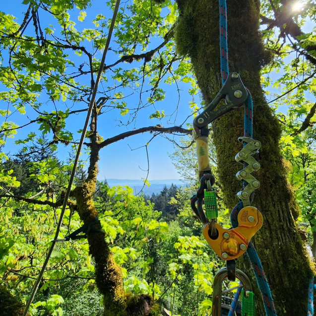Professional tree climbing and rigging equipment secured to a mossy tree by Triple Acorn Tree Service in Portland, OR.