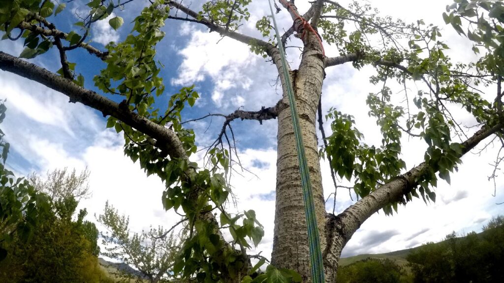 Ropes and rigging visible in a tree, indicating professional tree climbing and removal services by Mountain Tree Company in Missoula, MT.