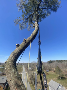 View from high in a tree showing rigging equipment during a tree removal service by West Bay Tree Works LLC in Coventry, RI.