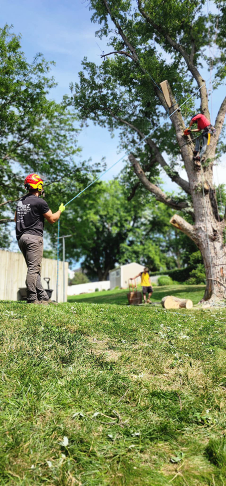 Tree service workers performing tree climbing and rigging for trimming or removal by A to Z Trees and More LLC in Omaha, NE.