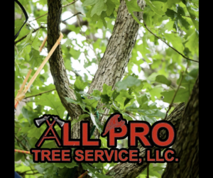 Tree climbing ropes visible among branches, indicating tree pruning by All Pro Tree Service in State College, PA.
