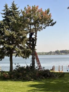 A Patriot Tree Service worker climbing a tree with a ladder for trimming near a lake in Sioux Falls, SD