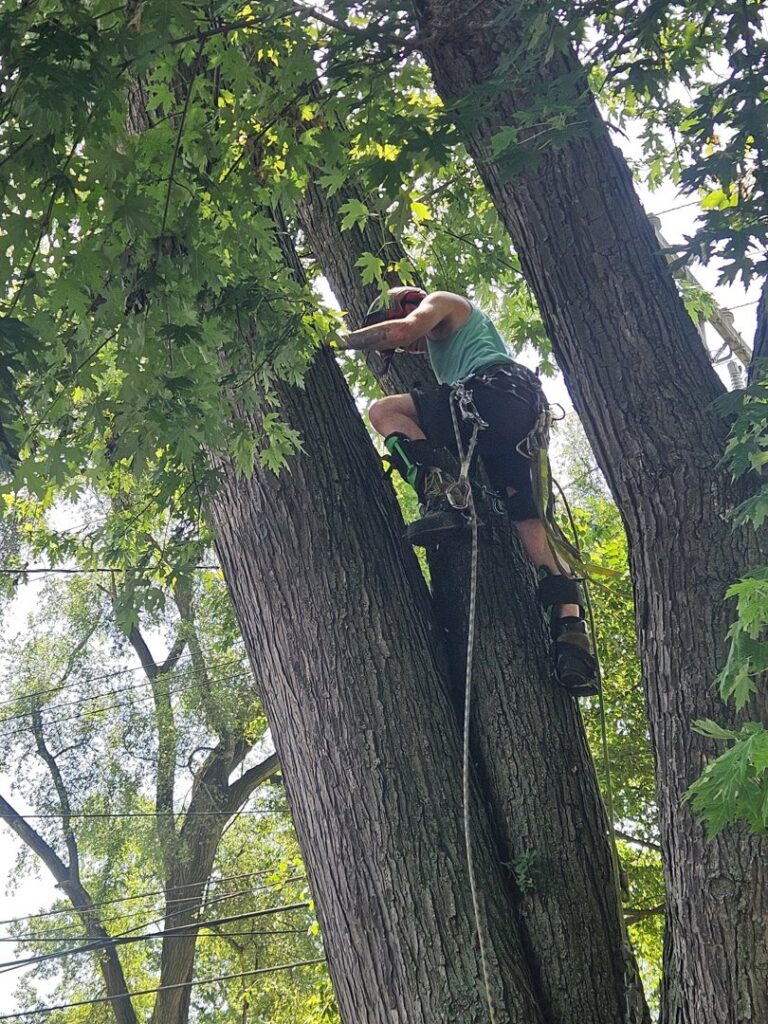 A tree service worker actively climbing and trimming a tree using ropes and gear for Cassidy & Co. Tree Service in Detroit, MI.
