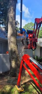 A tree service worker cutting a tree with a chainsaw from a bucket lift by 904tree.com in Jacksonville, FL.
