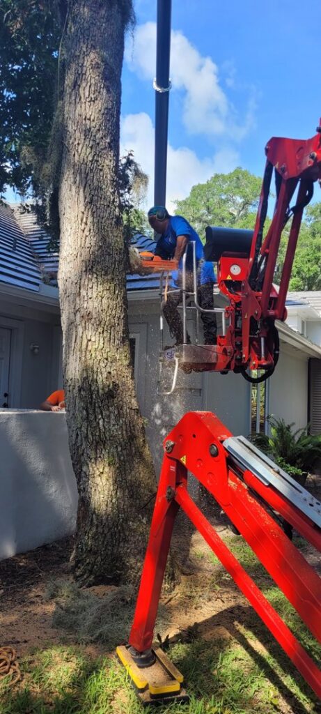 A tree service worker cutting a tree with a chainsaw from a bucket lift by 904tree.com in Jacksonville, FL.