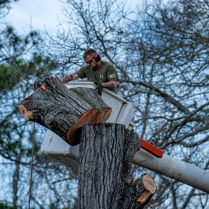 A tree service worker in a bucket lift cutting a large tree trunk with a chainsaw for Michael Wayne's Landscaping & Tree Service in Columbia, SC.