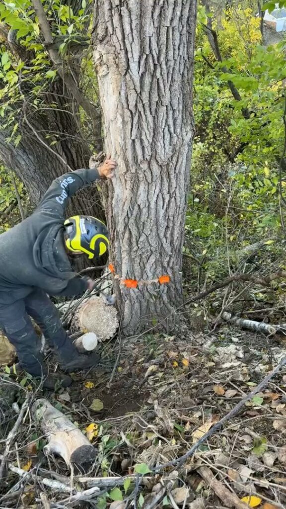 A skilled arborist making a precise cut on a tree trunk with a chainsaw for JOCO Services LLC in Council Bluffs, IA.