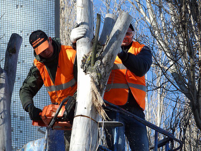 Two tree service workers using chainsaws, one in a bucket lift, to cut a tree for Little Rock Tree Service Pros in Little Rock, AR.