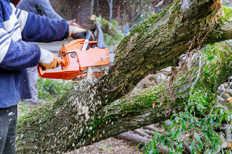 A professional using a chainsaw to cut a fallen tree branch for Carolina Property Solution and Tree Service in Concord, NC.