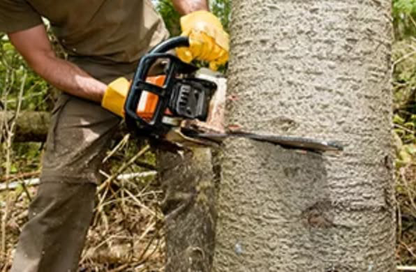 A person using a chainsaw to cut a tree trunk, demonstrating tree removal services by Griffis Tree and Lawn in Council Bluffs, IA.