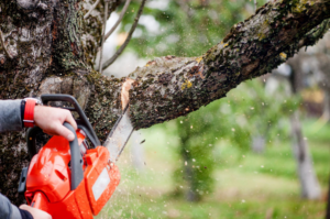 A professional using a chainsaw to cut a tree branch, demonstrating tree service work by Randalls Tree Service in Waterloo, IA.
