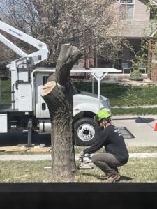 A tree service worker using a chainsaw to cut a tree trunk with a bucket truck in the background for South "O" Tree and Stump in Omaha, NE.