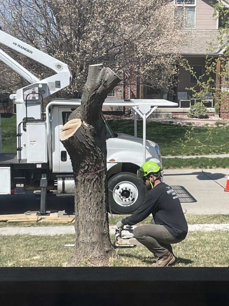 A tree service worker using a chainsaw to cut a tree trunk with a bucket truck in the background for South "O" Tree and Stump in Omaha, NE.