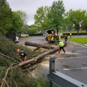Tree service crew cutting and chipping large fallen trees in a parking lot for Jeovani's Tree Service in Warrenton, VA.