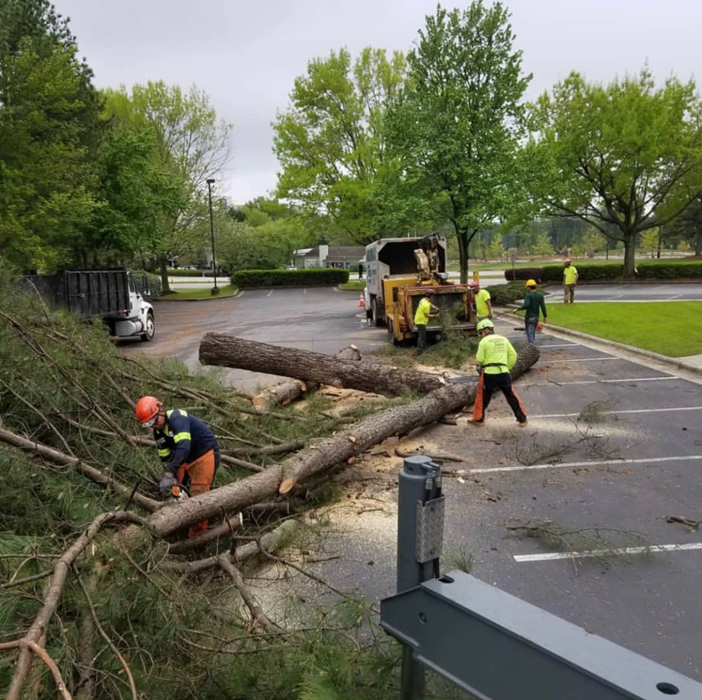 Tree service crew cutting and chipping large fallen trees in a parking lot for Jeovani's Tree Service in Warrenton, VA.
