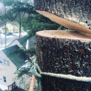 A close-up view of a tree trunk with a fresh cut and sawdust, showing tree cutting services by Arborist Matt Cole in Brewer, ME.