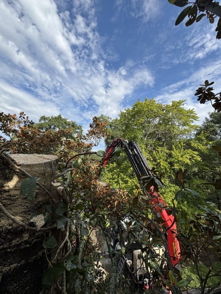 A grapple attachment holding a tree branch during cutting operations by Signature Tree Service in Greenville, SC.