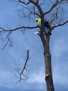 A worker cutting a tree branch with a chainsaw during tree service by InnovationTree Specialist in Rio Rancho, NM.