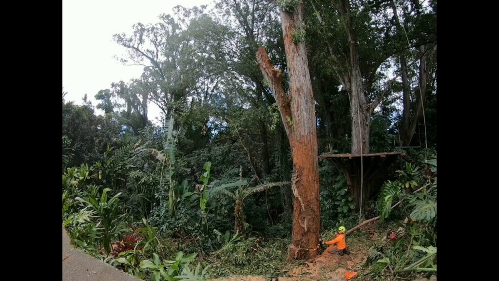 A tree service worker using a chainsaw to cut a tree at its base, surrounded by cut branches, for Island Trees in Bethpage, NY.