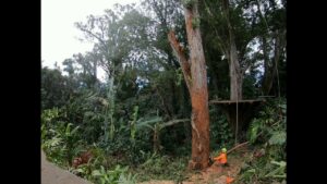 A tree service worker using a chainsaw to cut a tree at its base, surrounded by cut branches, for Island Trees in Bethpage, NY.