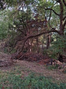 An area with numerous cut branches and logs after tree clearing by Mario's Stump Grinding and Tree Service LLC in Dallas, TX.