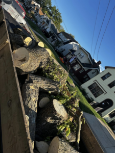 A truck bed filled with cut tree logs and branches for debris removal by EDEN Creations LLC in Covington, KY.