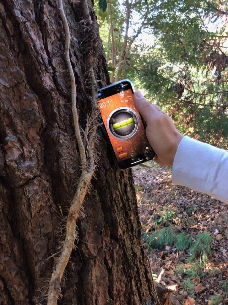 Fungi and mushrooms growing at the base of a tree, indicating potential disease requiring diagnosis from Jarvis Tree Experts in Sandy Springs, GA.