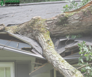 A large tree has fallen onto a house roof, causing damage, a job for Advanced Tree Service & Landscaping in Medford, OR.