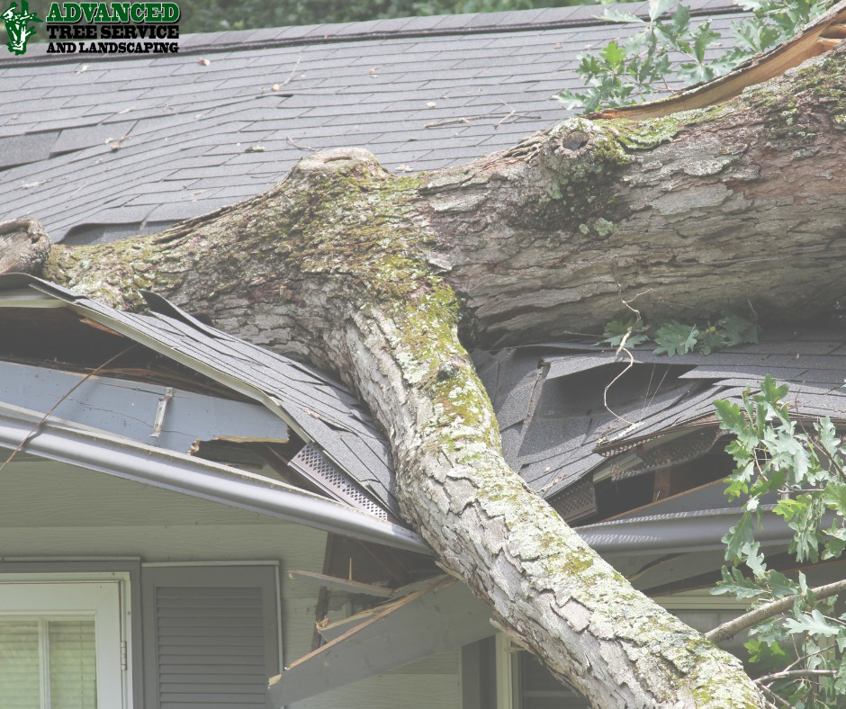 A large tree has fallen onto a house roof, causing damage, a job for Advanced Tree Service & Landscaping in Medford, OR.