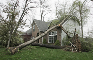 A large tree fallen on a house after a storm, showing significant damage that requires repair services from The Roof Guy in Fort Lauderdale, FL.