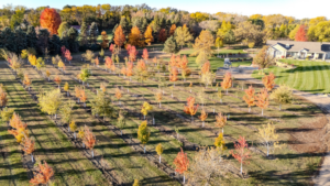 A vibrant tree farm showcasing rows of young trees with colorful autumn foliage by Hartington Tree in Yankton, SD.
