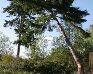 A large tree being carefully felled, cut at the base, by Black Fern Tree Service in South Portland, ME.