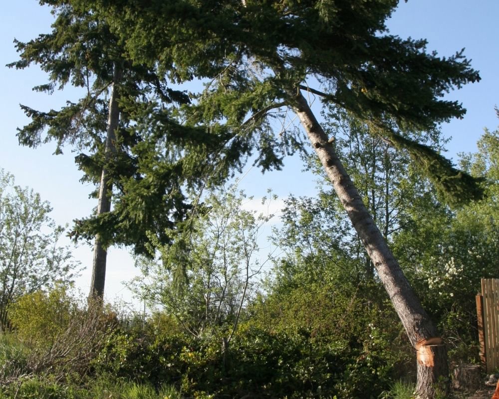 A large tree being carefully felled, cut at the base, by Black Fern Tree Service in South Portland, ME.