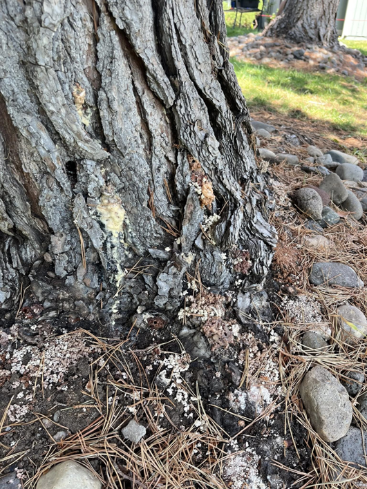 Close-up of a tree trunk showing signs of bark beetle infestation, a common issue addressed by Reno Tree Service in Reno, NV