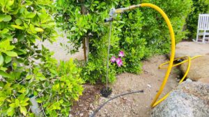An irrigation system with a hose and watering stake for tree and plant care by Valley Tree Masters in Chandler, AZ