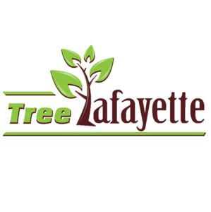 Tree Lafayette