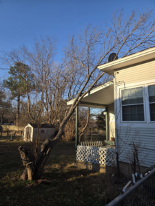 A tree leaning dangerously close to a house with a cut stump in the foreground, showing a potential job for Garcia's Tree service in Louisville, KY.