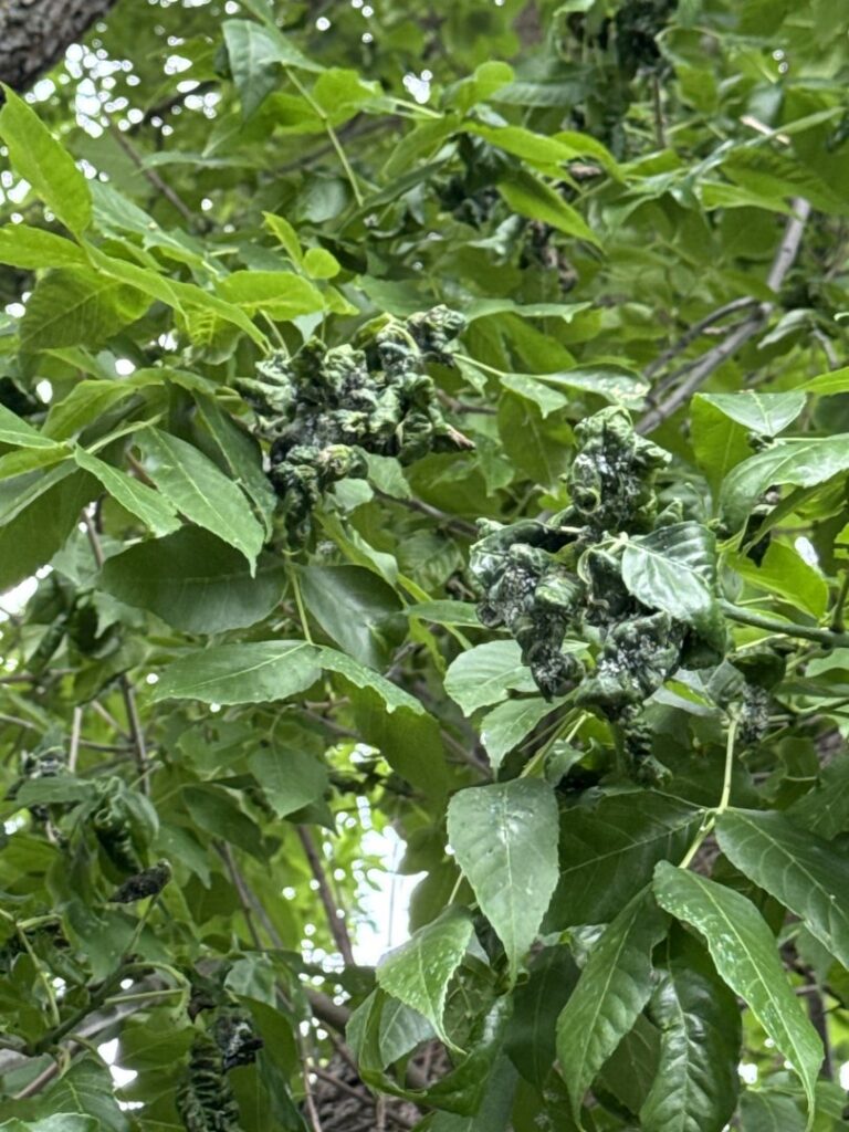 Tree leaves displaying galls or other deformities, suggesting tree disease or health issues addressed by Hemlock Tree Service in Sioux City, IA