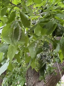 Close-up of tree leaves showing signs of pest damage or disease, indicating tree health assessment by Hemlock Tree Service in Sioux City, IA