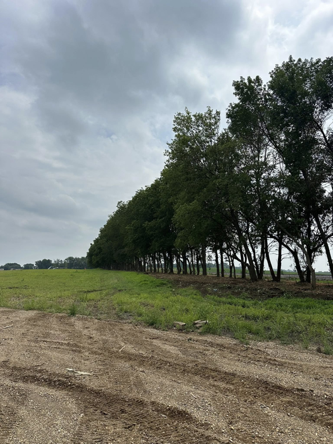 Tree line clearing along a field edge by Dakota Timber Clearing LLC in Wagner, SD