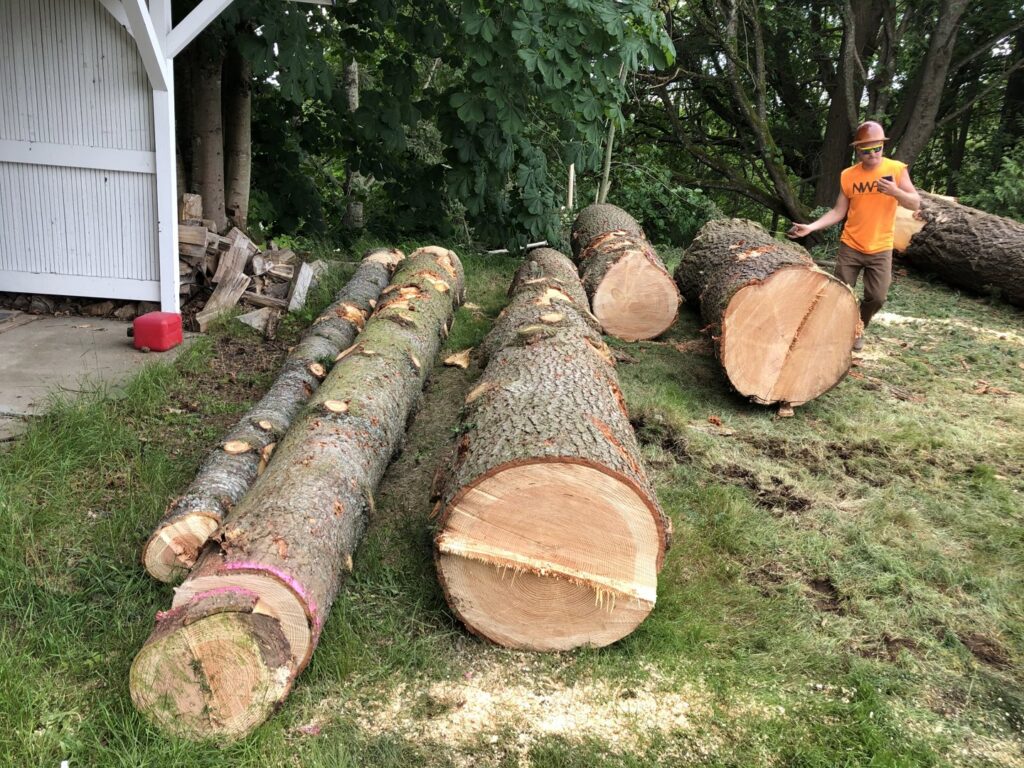 A tree service worker standing near large cut tree logs on a lawn, showcasing tree removal work by The Honest Arborist in Everett, WA.